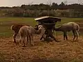 Alpacas in Oosterhesselen