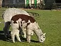 alpacas in Shepreth Wildlife Park