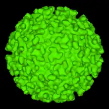 A computer-generated model of the surface of an "Alphavirus" derived by cryoelectron microscopy. The spike-like structures on the virion surface are trimers composed of heterodimers of the virion surface glycoproteins E1 and E2. These spikes are used by the virus to attach to susceptible animal cells