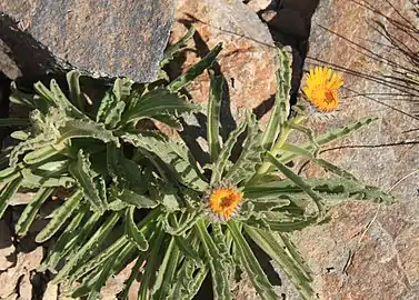 Top view of flowers opening