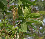 Leaves in  Hyderabad, India.