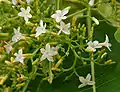 Flowers in  Hyderabad, India.