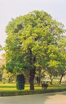 Alstonia scholaris in the IIT Kanpur campus