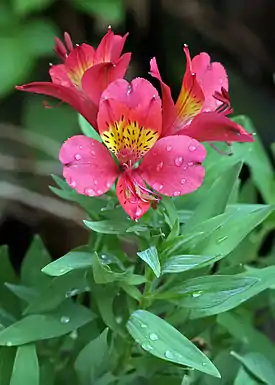 Image 4AlstroemeriaPhotograph: Muhammad Mahdi KarimAlstroemeria × hybrida, an Alstroemeria hybrid, at the Lal Bagh Botanical Gardens in Bangalore, India. The genus consists of some 120 species and is native to South America.More selected pictures