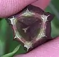 Alstroemeria capsule viewed from above, showing anatomical detail, including apical beak, vascular bundles (in section) in ribs etc.