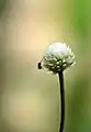 Flower closeup