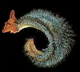 The "hairy" backs of Pompeii worms are colonies of symbiotic bacteria