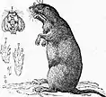 Drawing of gopher on its haunches, with inset drawings of mouth, paws and nails