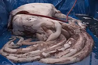 #657 (16/8/2018)Giant squid caught by hook and line off Greymouth, New Zealand, shown here on the day of its dissection at the Auckland War Memorial Museum (see also during dissection)