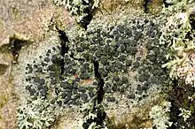 Amandinea punctata, an endophloedic lichen