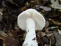 Amanita boudieri