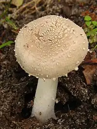 Amanita farinosa