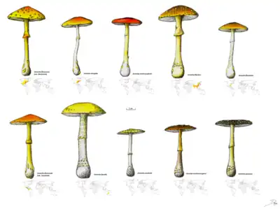 Amanita flavoconia group