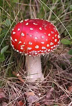 Image 41Psychotropic mushroom Amanita muscaria, commonly known as "fly agaric" (from Mushroom)