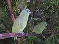 A. f. festiva in the Amazon Jungle