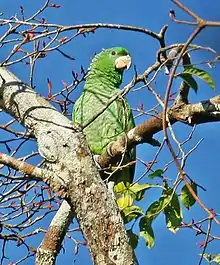 A green parrot