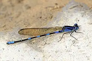 Amber-winged dancerA. adamsi male