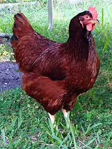 a tall hen with deep red plumage