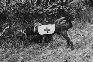 Ambulance dog vest (World War I)