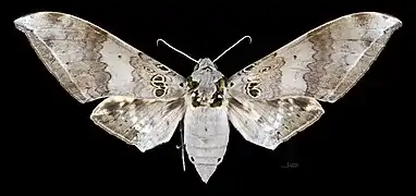 Female, dorsal view