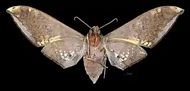 Female, ventral view