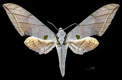 Female dorsal view