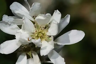 Close-up of var. semiintegrifolia flower