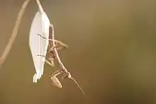 A small preying mantis hanging from an a white flower