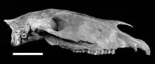 Skull of "Equus neogeus"
