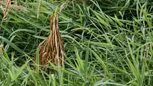 American Bittern photographed at Colony Farm in Port Coquitlam by Kyle Bailey from City Sidewalk Marketing