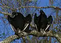 American black vultures.