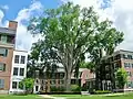 American elm at Dartmouth College in Hanover, New Hampshire (June 2015) This tree was cut down in 2022 due to Dutch Elm disease.