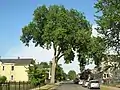 American elm tree, which survived the tornado that touched down in Springfield, Massachusetts, in 2011 (June 2020)