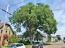 American elm in Charlottetown, Prince Edward Island, Canada (August 2019). This tree was downed by Hurricane Fiona in 2022.