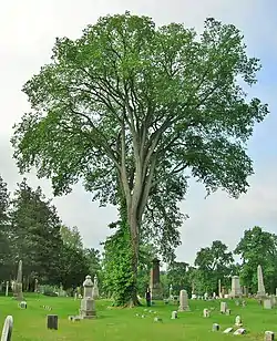 American elm, Spring Grove Cemetery, Hartford, Connecticut (2012). Girth 15 ft at 4.5 ft above ground; height 83 ft; spread 75 ft. This tree died in 2021 due to Dutch Elm disease.
