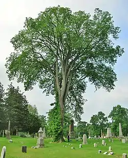 Spring Grove Cemetery