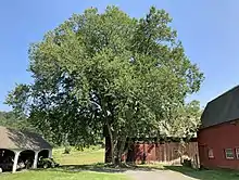 American elm located at the Hill-Stead Museum in Farmington, Connecticut (August 2021)