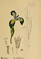 Iris versicolor - botanical illustration in American Medicinal Plants, 1887