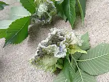 Woolly elm aphid infestation example