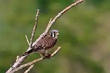 Falcón común (Falco sparverius)