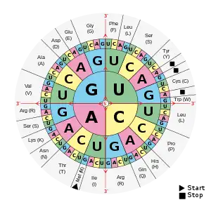 A circular diagram is separated into three rings, broken down into sections labeled with the letters: G, U, A, and C. Each represents a nucleotide found in RNA.