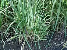 Sugarcane grassy shoot disease