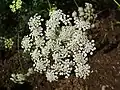 Ammi majus