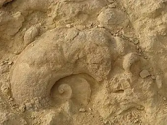 An ammonite in the Ammonite Wall