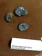 Kosmoceras ornatum
