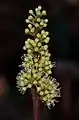 Inflorescence