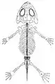 Amphibamus grandiceps skeleton