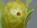 Exit hole of the gall created by the adult wasp