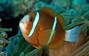 A. akindynos (Barrier Reef anemonefish)