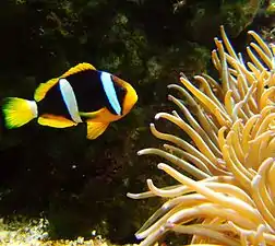 A. clarkii  (Clark's anemonefish) with a yellow tail & white base